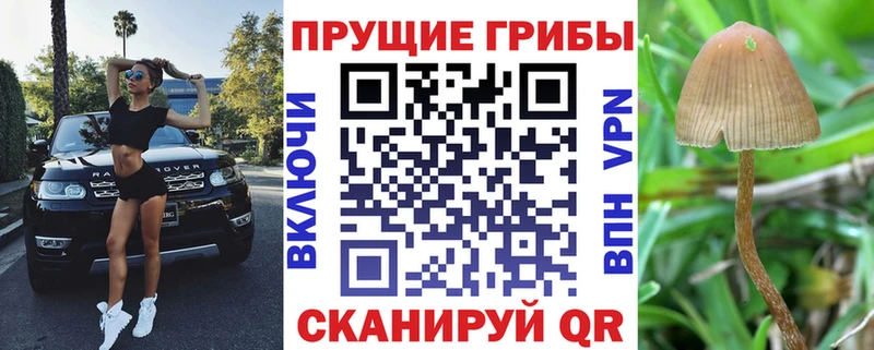 darknet официальный сайт  Кингисепп  Псилоцибиновые грибы MAGIC MUSHROOMS 